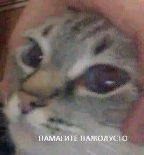 Sticker from Тыгыдык
