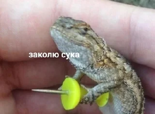 🌟 emoji Тыгыдык Telegram sticker 13 of 50