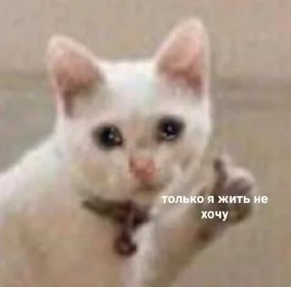 🌟 emoji Тыгыдык Telegram sticker 17 of 50
