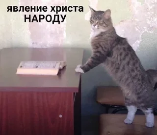 🌟 emoji Тыгыдык Telegram sticker 23 of 50