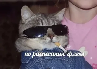 🌟 emoji Тыгыдык Telegram sticker 24 of 50