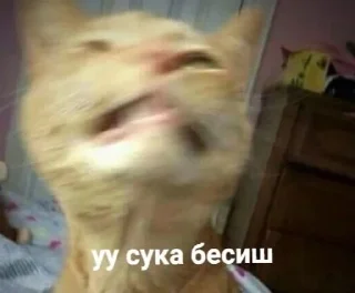 🌟 emoji Тыгыдык Telegram sticker 12 of 50