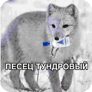 🫥 emoji POCHEWALOW и друны Telegram sticker 11 of 79