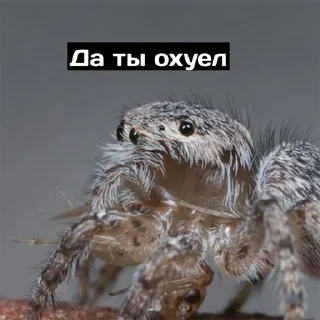 😕 emoji Для переговоров [@wall1080] Telegram sticker 15 of 39