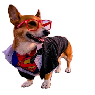 ☹️ emoji Corgis @stickersb2b Telegram sticker 8 of 20