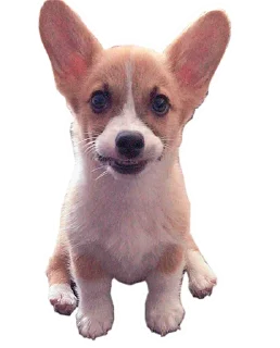 ☹️ emoji Corgis @stickersb2b Telegram sticker 18 of 20