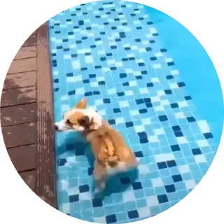 🏊‍♀️ emoji Корги😍 Telegram sticker 16 of 17