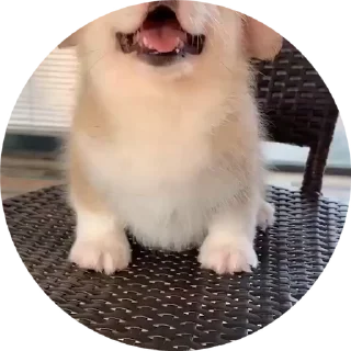 😜 emoji Корги😍 Telegram sticker 5 of 17