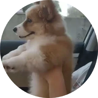 🤗 emoji Корги😍 Telegram sticker 10 of 17