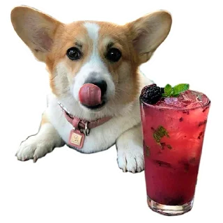 😏 emoji Corgis @stickersb2b Telegram sticker 10 of 20
