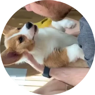😤 emoji Корги😍 Telegram sticker 12 of 17