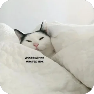 🫥 emoji Мемы и Коты Telegram sticker 11 of 32