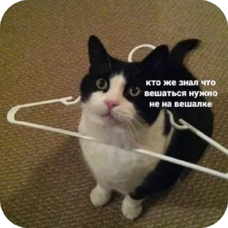 🫥 emoji Мемы и Коты Telegram sticker 12 of 32