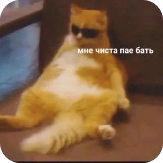 🫥 emoji Мемы и Коты Telegram sticker 7 of 32