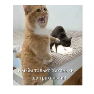 🫥 emoji Мемы и Коты Telegram sticker 23 of 32