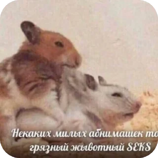 🐱 emoji Труселя Telegram sticker 12 of 106