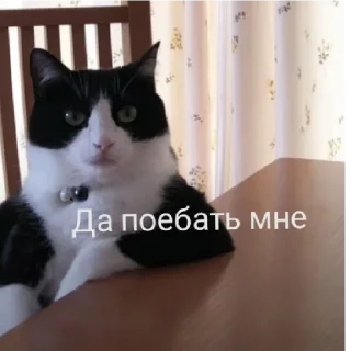 Sticker from няшк