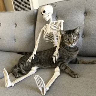 🐈 emoji Несносный скелет Джо Telegram sticker 16 of 67
