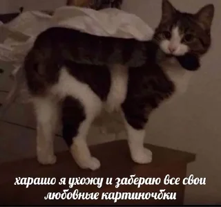😭 emoji тоня блять че за хуйня Telegram sticker 23 of 92