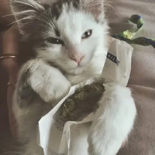 Sticker from бонго кэтсс🥦🐈🥺