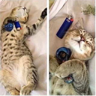 Sticker from бонго кэтсс🥦🐈🥺