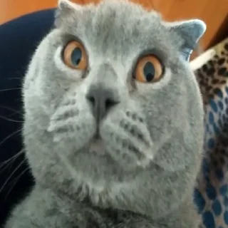 🐱 emoji лоботомия няшек Telegram sticker 5 of 11