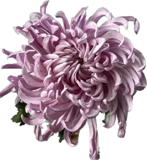 🐙 emoji DV_flowers Telegram sticker 23 of 36