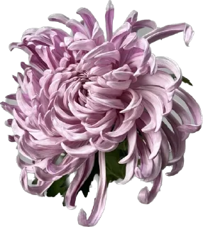 🐙 emoji DV_flowers Telegram sticker 24 of 36