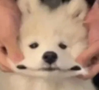 🌟 emoji собаки Telegram sticker 19 of 85
