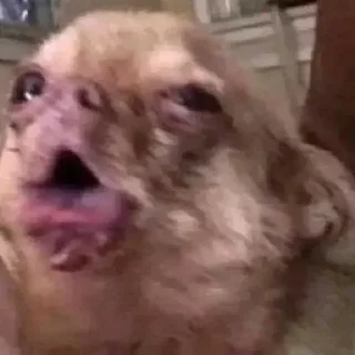 🤢 emoji Собаки Telegram sticker 14 of 18