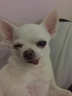 😉 emoji Собаки Telegram sticker 7 of 18