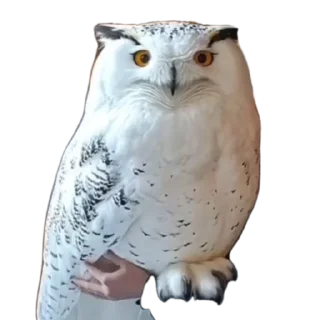🔥 emoji СОВА КРЕДО Telegram sticker 13 of 20