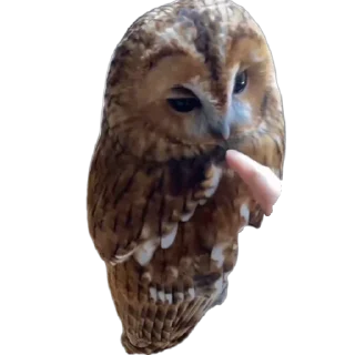 🥰 emoji СОВА КРЕДО Telegram sticker 12 of 20