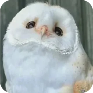 🥰 emoji СОВА КРЕДО Telegram sticker 6 of 20
