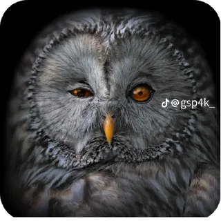 👍 emoji СОВА КРЕДО Telegram sticker 11 of 20