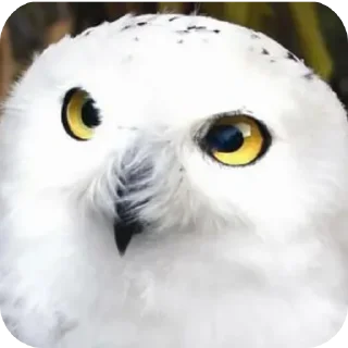 🤨 emoji СОВА КРЕДО Telegram sticker 4 of 20