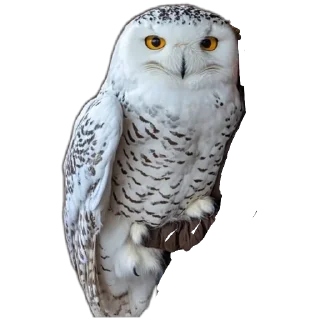 🥰 emoji СОВА КРЕДО Telegram sticker 14 of 20