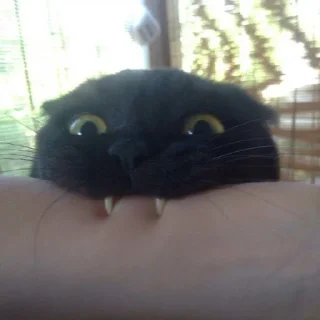 😼 emoji Сова Даня Telegram sticker 9 of 22