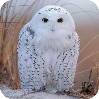 ❤ emoji СОВА КРЕДО Telegram sticker 10 of 20