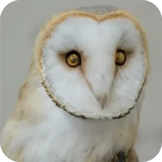 😡 emoji СОВА КРЕДО Telegram sticker 5 of 20