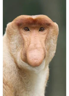 🐒 emoji Стикер Telegram sticker 23 of 44