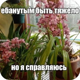 🫥 emoji анюта баунти Telegram sticker 6 of 22