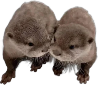 Sticker from otters by gravi