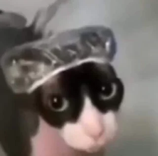 Sticker from meme cat)))