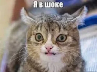 😦 emoji котейки Telegram sticker 11 of 35
