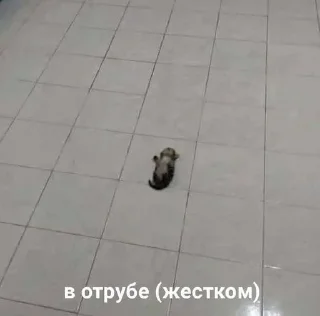 💩 emoji котейки Telegram sticker 10 of 35