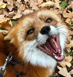 ❤️ emoji лисы🦊 @sigmochkaxd ➡️ @Ctikerubot Telegram sticker 2 of 34