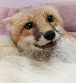 😁 emoji лисы🦊 @sigmochkaxd ➡️ @Ctikerubot Telegram sticker 20 of 34