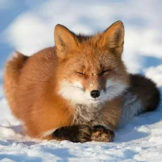 🥹 emoji лисы🦊 @sigmochkaxd ➡️ @Ctikerubot Telegram sticker 24 of 34