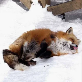 🙈 emoji лисы🦊 @sigmochkaxd ➡️ @Ctikerubot Telegram sticker 8 of 34